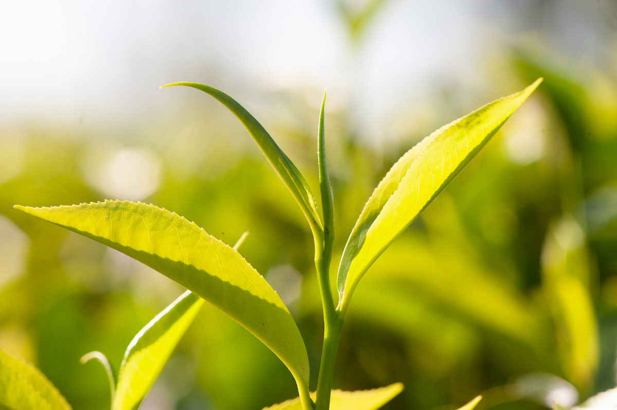 希少】紅茶と日本茶―茶産業の日英比較と歴史的背景 - 趣味・スポーツ・実用