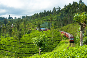 セイロンティーはどこの国で生産されている? その種類や歴史とは?