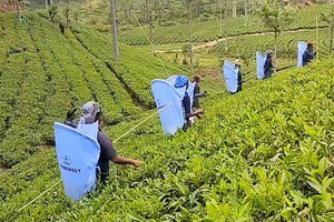 スリランカの茶園へ