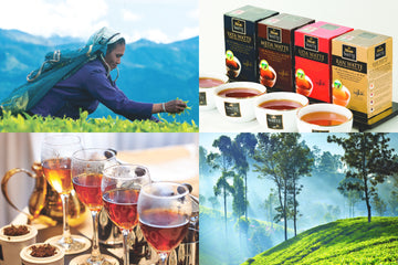 【イベントのお知らせ】2023.11.05（日）オンラインレッスン <br>「セイロンティーの最先端を初公開！Dilmah本社訪問レポ」<br>（一般社団法人日英アフタヌーンティー協会主催）